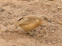 Turdoides fulva maroccana Oued Jenna, Awsard Road, Western Sahara, Morocco 20180220_0024