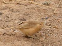 Turdoides fulva maroccana Oued Jenna, Awsard Road, Western Sahara, Morocco 20180220_0027