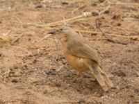 Turdoides fulva maroccana Oued Jenna, Awsard Road, Western Sahara, Morocco 20180220_0028