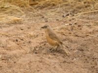 Turdoides fulva maroccana Oued Jenna, Awsard Road, Western Sahara, Morocco 20180220_0030