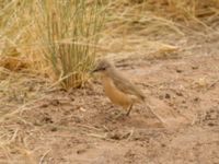 Turdoides fulva maroccana Oued Jenna, Awsard Road, Western Sahara, Morocco 20180220_0034