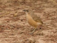 Turdoides fulva maroccana Oued Jenna, Awsard Road, Western Sahara, Morocco 20180220_0037