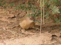 Turdoides fulva maroccana Oued Jenna, Awsard Road, Western Sahara, Morocco 20180220_0038