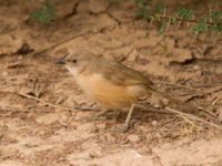 Turdoides fulva maroccana Oued Jenna, Awsard Road, Western Sahara, Morocco 20180220_0040