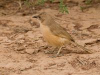 Turdoides fulva maroccana Oued Jenna, Awsard Road, Western Sahara, Morocco 20180220_0041