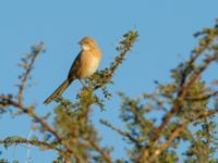 Turdoides fulva maroccana Oued Jenna, Awsard Road, Western Sahara, Morocco 20180221_0007