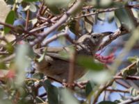 Turdoides squamiceps Yotvata, Israel 2013-03-29 335