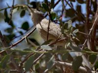 Turdoides squamiceps Yotvata, Israel 2013-03-29 348