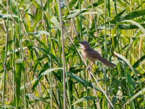 Turdoides altirostris - Iraq Babbler - Irakskriktrast