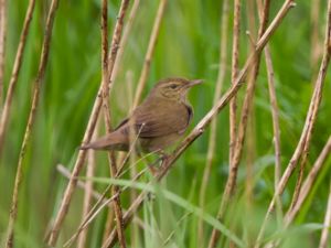 Locustella fuviatilis - River Warbler - Flodsångare