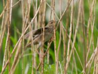 Locustella fluviatilis Husie alkärr, Malmö, Skåne, Sweden 20140524B_0037