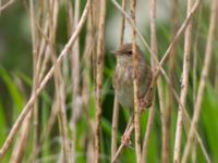 Locustella fluviatilis Husie alkärr, Malmö, Skåne, Sweden 20140524B_0038