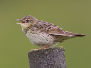 Locustella lanceolata - Lanceolated Warbler - Träsksångare