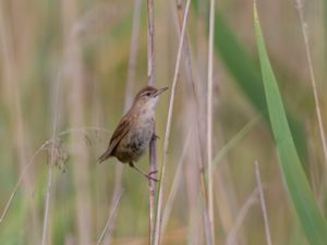 Locustella luscinioides - Savi's Warbler - Vassångare