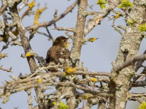 Locustella naevia - Common Grasshopper Warbler - Gräshoppsångare