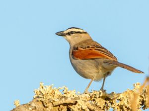 Tchagra senegalus - Black-crowned Tchagra - Svartkronad tchagra