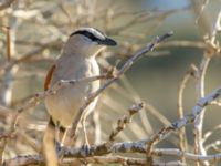 Tchagra senegalus cucullatus Oued Massa, Morocco 20180224_0161