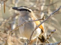 Tchagra senegalus cucullatus Oued Massa, Morocco 20180224_0168