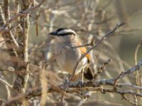 Tchagra senegalus cucullatus Oued Massa, Morocco 20180224_0169