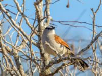 Tchagra senegalus cucullatus Oued Massa, Morocco 20180224_0171