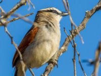 Tchagra senegalus cucullatus Oued Massa, Morocco 20180224_0179