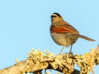 Tchagra senegalus cucullatus Oued Massa, Morocco 20180224_0191