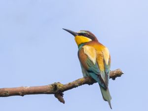 Merops apiaster - European Bee-eater - Biätare