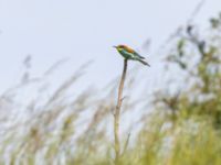 Merops apiaster Maglars sandtag, Trelleborg, Skåne, Sweden 20240603_1018