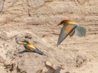 Merops apiaster Maglars sandtag, Trelleborg, Skåne, Sweden 20240603_1131