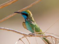 Merops orientalis cyanophrys Yotvata, Israel 2013-03-28B 651