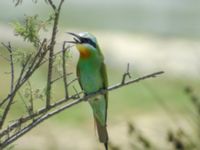 Merops persicus Tell el Kebir, Egypt 20090410B 2211