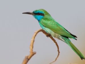 Meropidae - Bee-eaters - Biätare