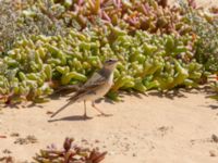 Anthus campestris Pumping House, Dakhla, Western Sahara, Morocco 20180221_0167