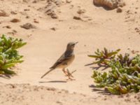 Anthus campestris Pumping House, Dakhla, Western Sahara, Morocco 20180221_0172