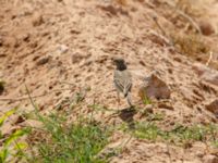 Anthus campestris Pumping House, Dakhla, Western Sahara, Morocco 20180221_0174