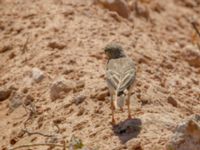 Anthus campestris Pumping House, Dakhla, Western Sahara, Morocco 20180221_0177