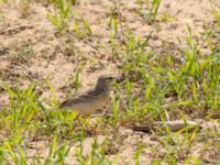 Anthus campestris Pumping House, Dakhla, Western Sahara, Morocco 20180221_0180