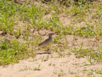 Anthus campestris Pumping House, Dakhla, Western Sahara, Morocco 20180221_0182