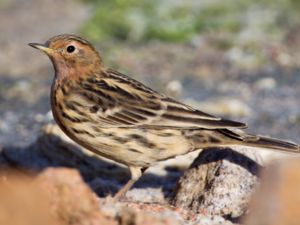 Anthus cervinus - Red-throated Pipit - Rödstrupig piplärka