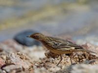 Anthus cervinus Km 20, Israel 2013-03-28 309