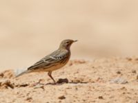 Anthus cervinus Km 20, Israel 2013-03-28 406