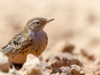 Anthus cervinus Km 20, Israel 2013-03-28 407