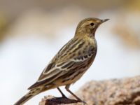 Anthus cervinus Km 20, Israel 2013-03-28 496