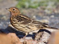 Anthus cervinus Km 20, Israel 2013-03-29 515