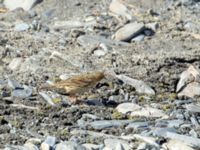 Anthus cervinus Sno Valley, Stepantsminda, Mtskheta-Mtianeti, Georgia 20180425_2176