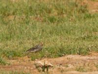 Anthus cervinus Waterhole N1100, Dakhla, Western Sahara, Morocco 20180219_0027