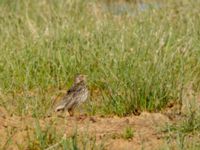 Anthus cervinus Waterhole N1100, Dakhla, Western Sahara, Morocco 20180219_0033