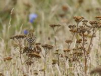 Anthus pratensis Hylliekroken, Ribersborg, Malmö, Skåne, Sweden 20161002_0039