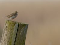 Anthus pratensis Malmödammen, Tygelsjö ängar, Malmö, Skåne, Sweden 20150501_0040