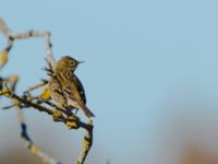 Anthus pratensis Stenåsa, Mörbylånga, Öland, Sweden 20101017 704